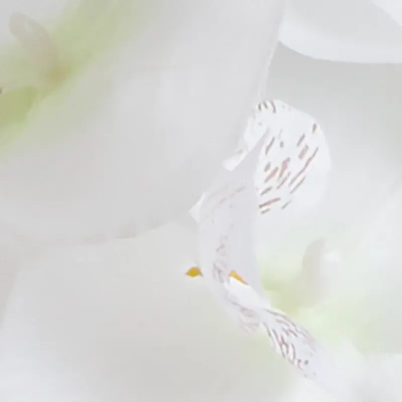 Potted White 26" Orchid