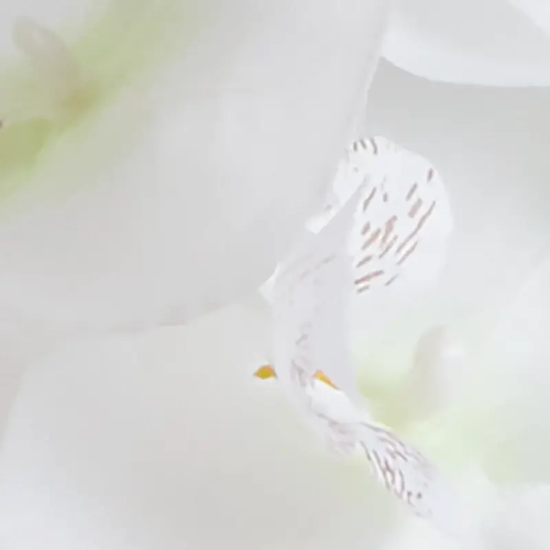 WHITE Potted White 26" Orchid