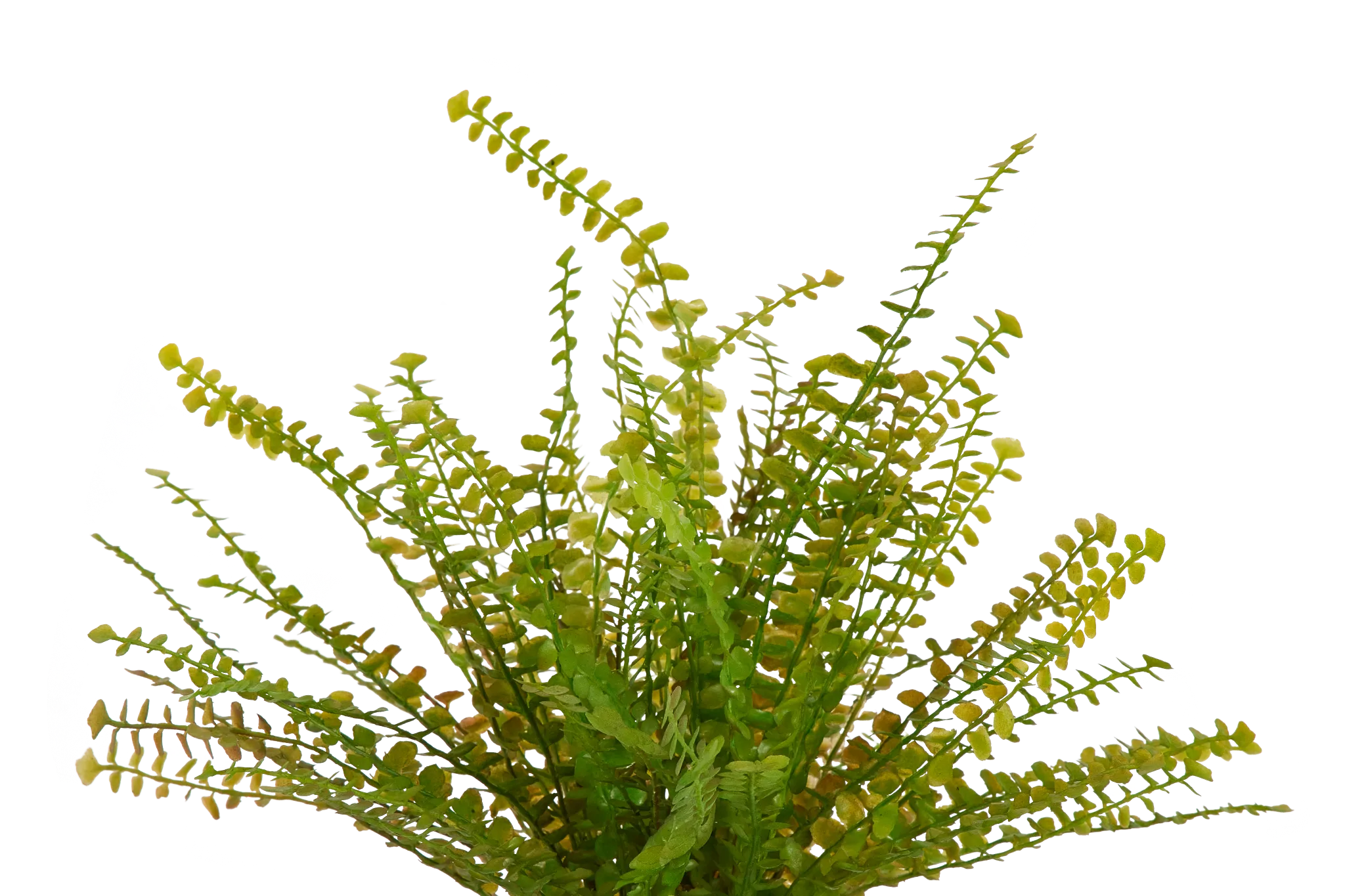 Fern Greenery