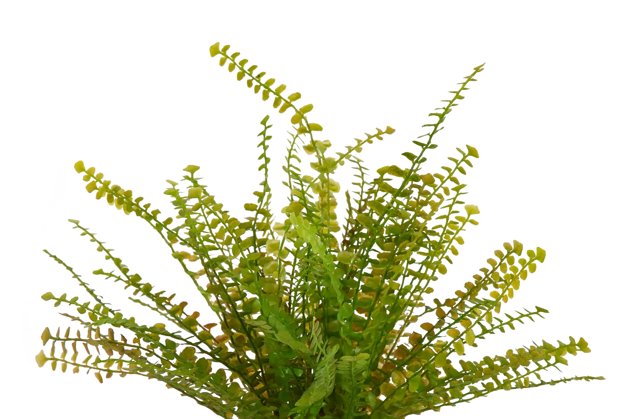 Fern Greenery Fern Greenery