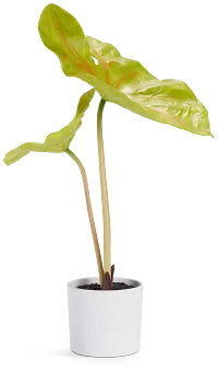Taro 14" Greenery