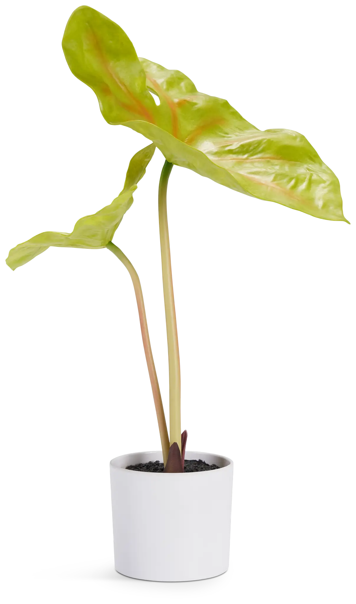 Taro 14" Greenery Taro 14" Greenery