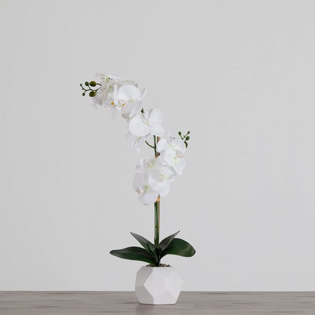 Potted White 26" Orchid (0)