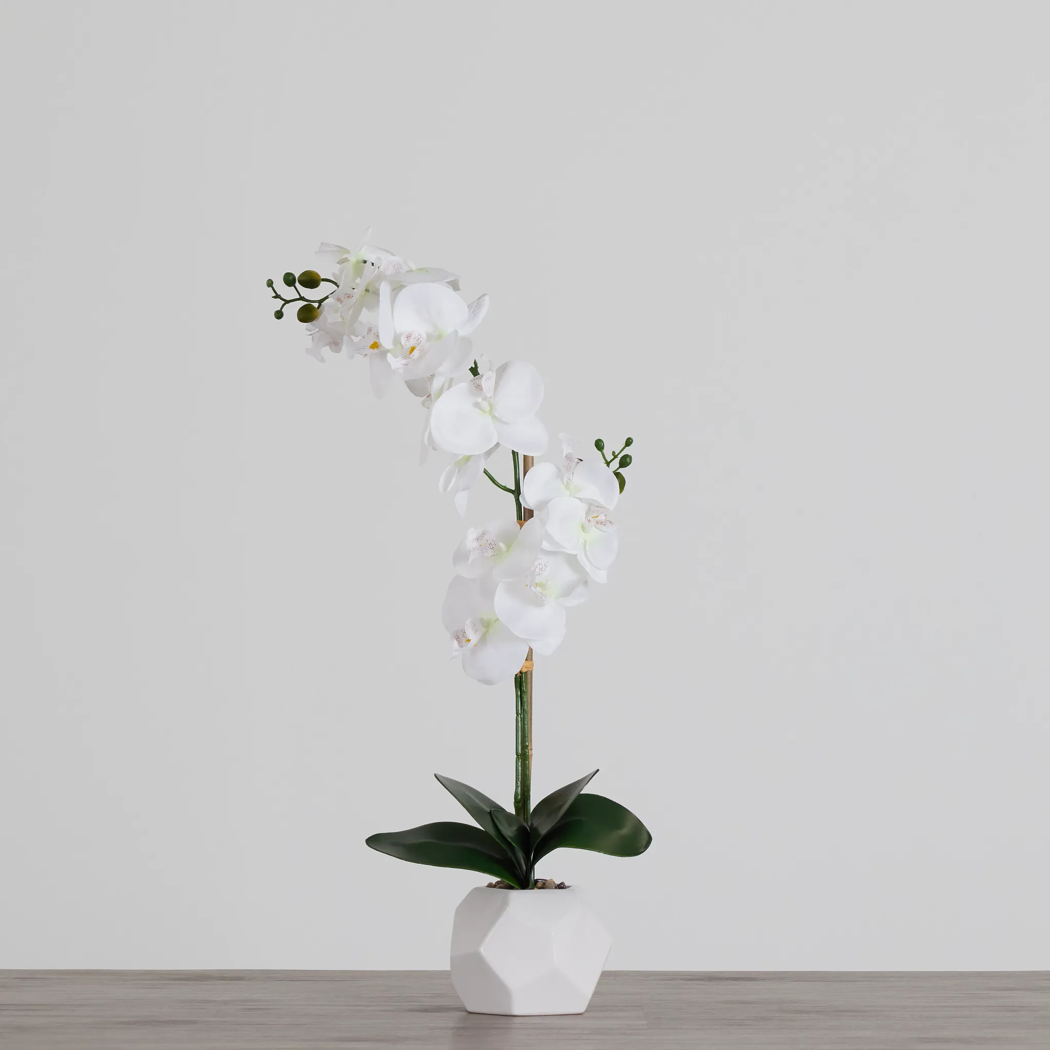 Potted White 26" Orchid