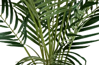Areca Palm 6' Tree