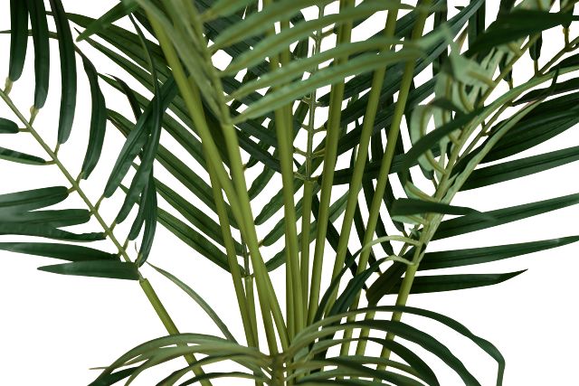 Areca Palm 6' Tree