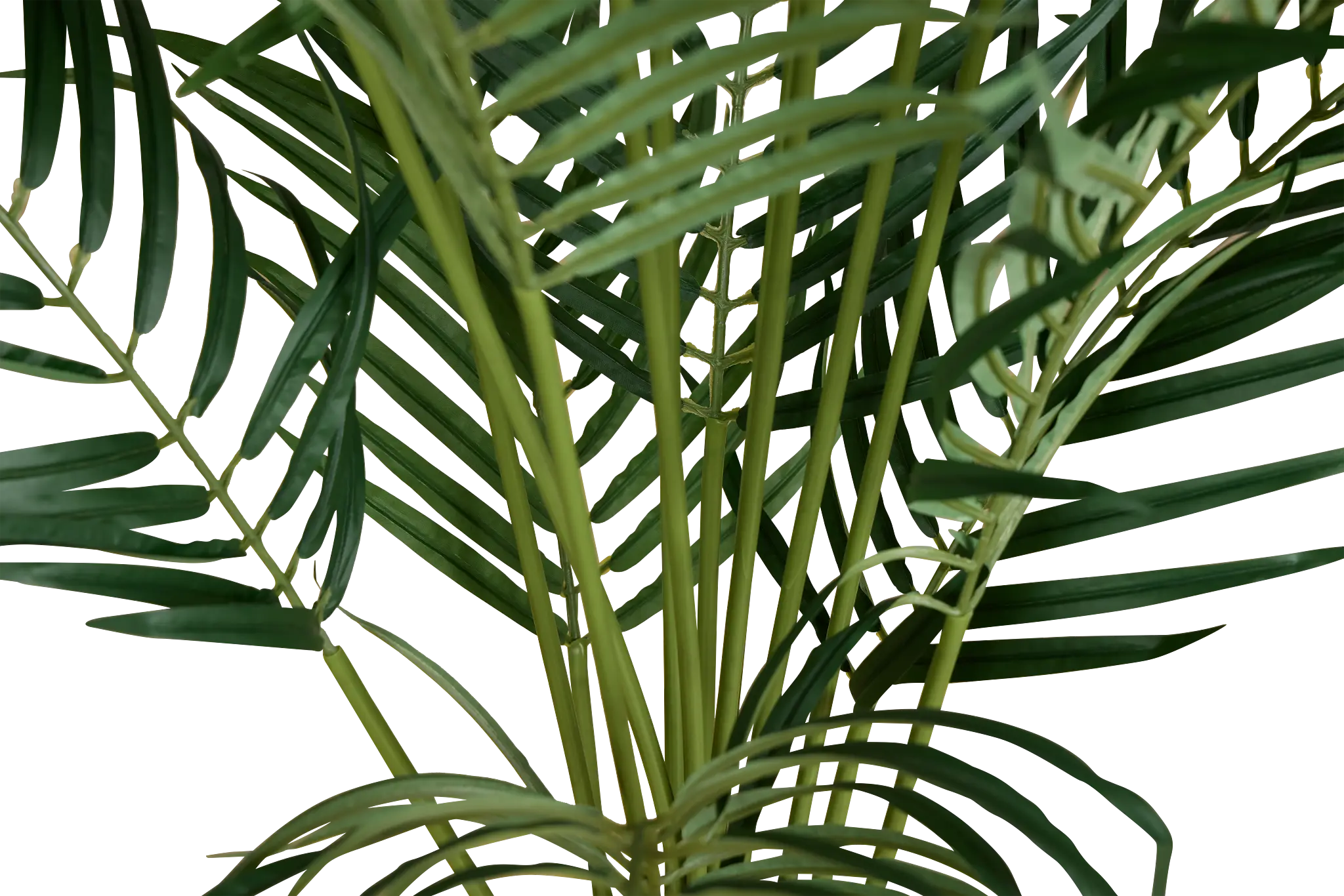 Areca Palm 6' Tree Areca Palm 6' Tree