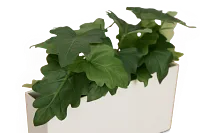 Caladium 11.5" Greenery