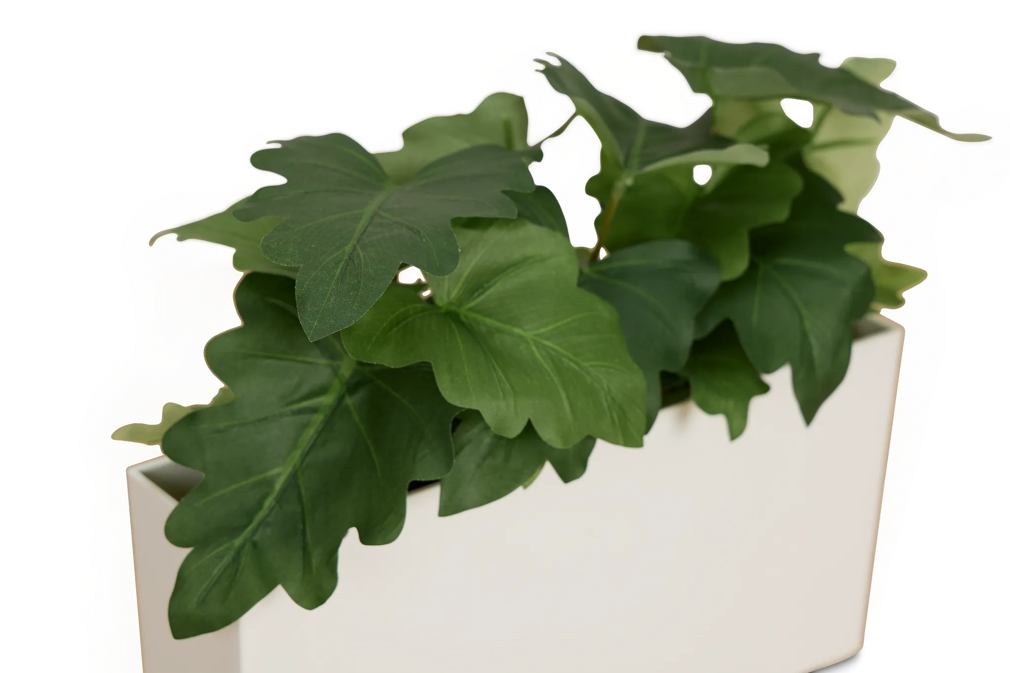 Caladium 11.5" Greenery