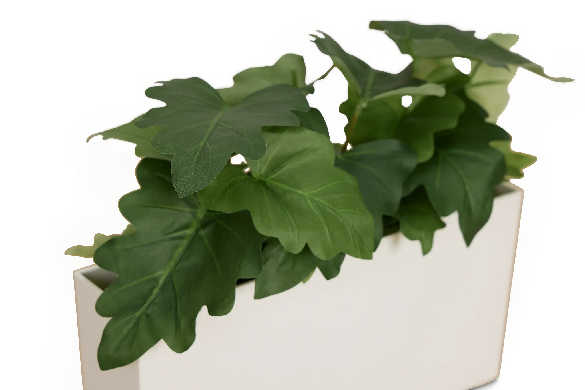 Caladium 11.5" Greenery Caladium 11.5" Greenery