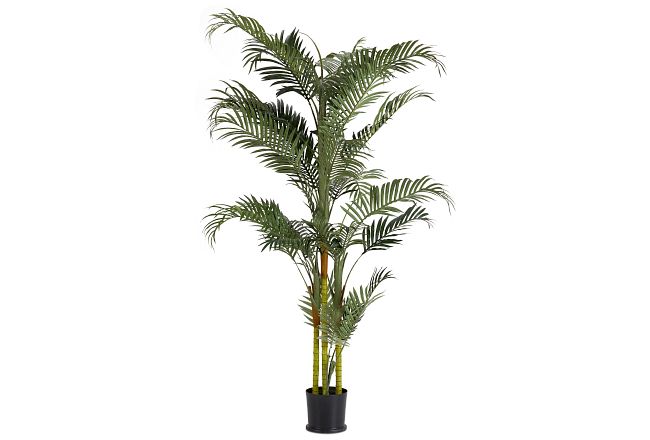 Areca Palm