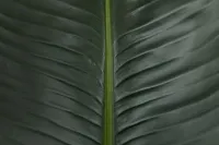 Birds Of Paradise 8' Greenery