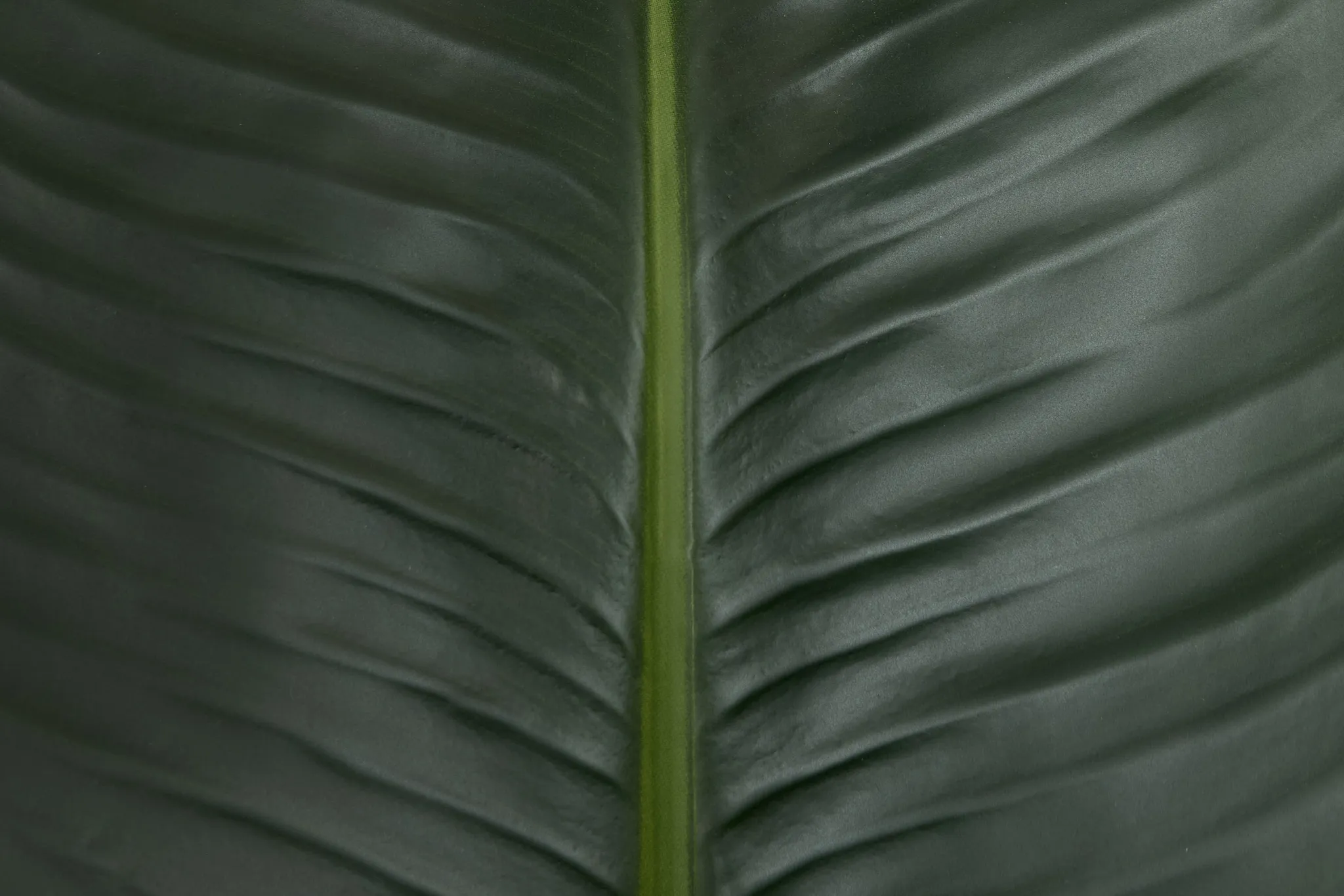 Birds Of Paradise 8' Greenery