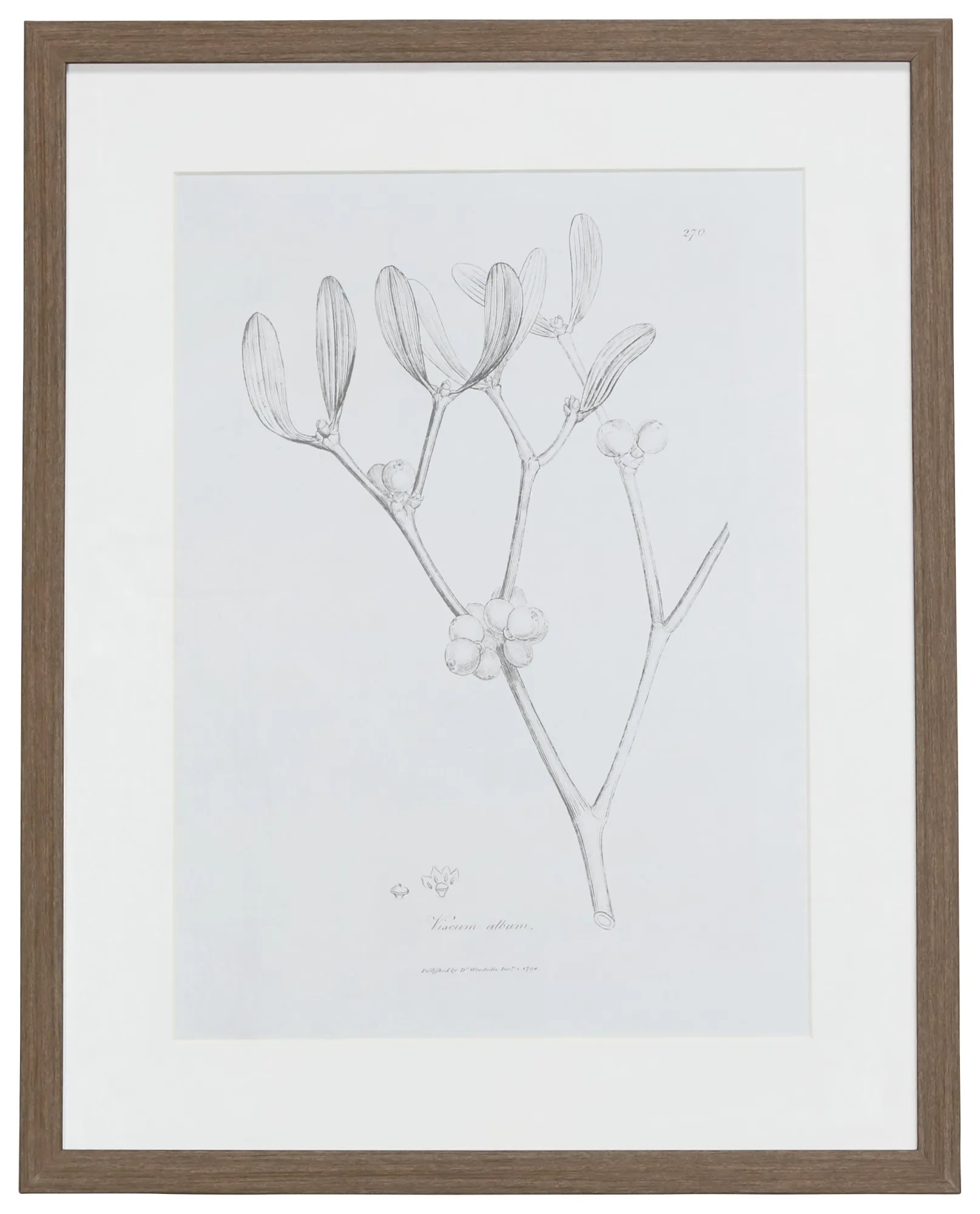 Sprout Gray Framed Wall Art