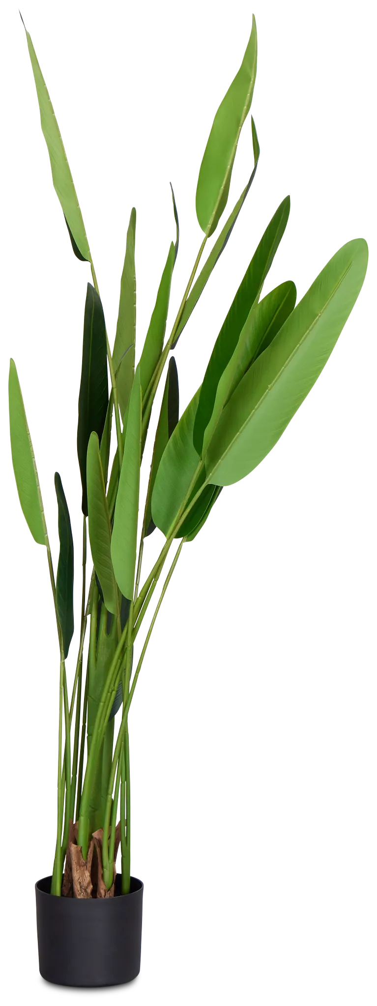 Traveller's Green 5' Palm