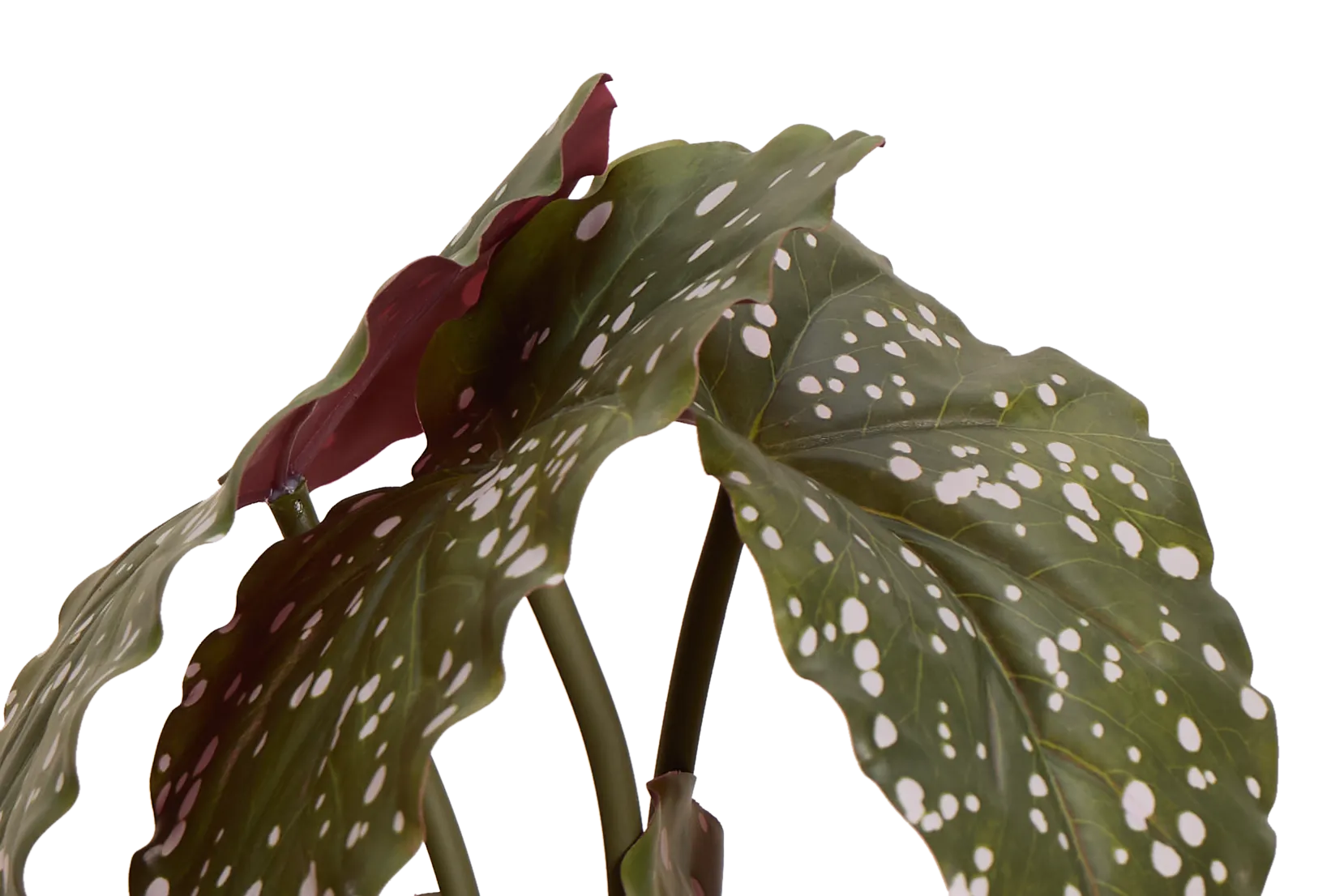 Begonia Greenery