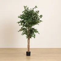 Olive 6.5' Tree