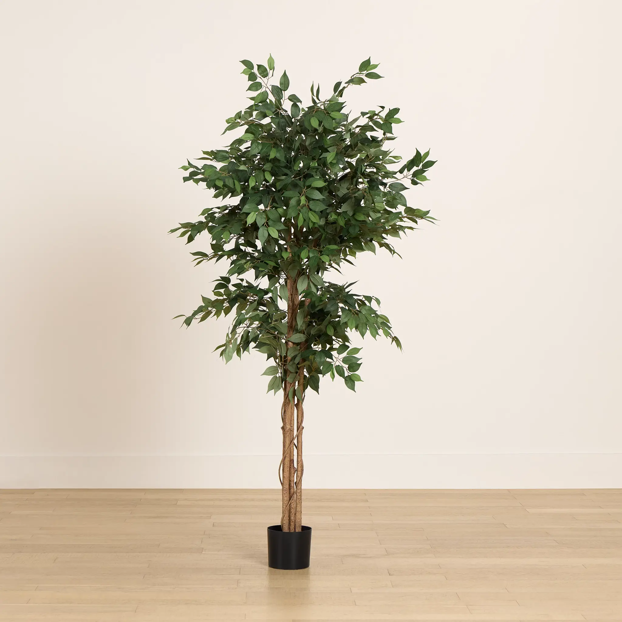 Olive 6.5' Tree Olive 6.5' Tree