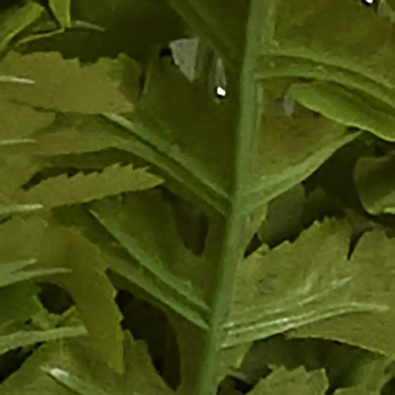 GREEN Pderidophyte 21" Greenery