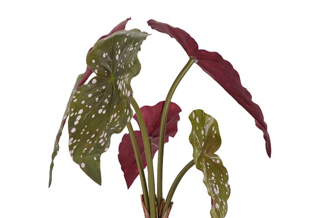 Begonia Greenery (2)