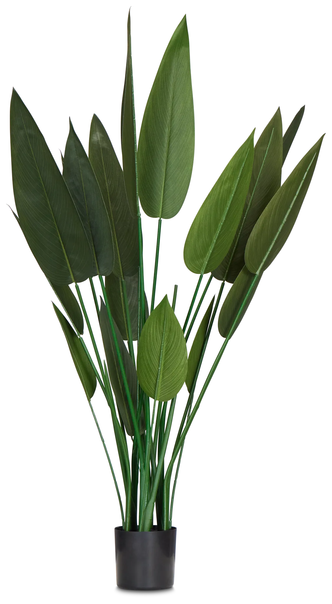 Maranta Green 43" Greenery