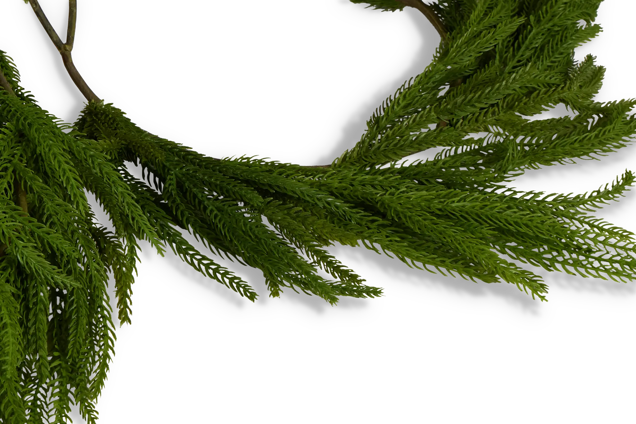 Cryptomeria 72" Garland Cryptomeria 72" Garland