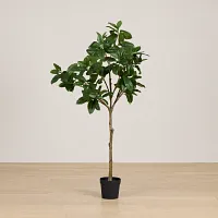 Magnolia 6' Green Tree