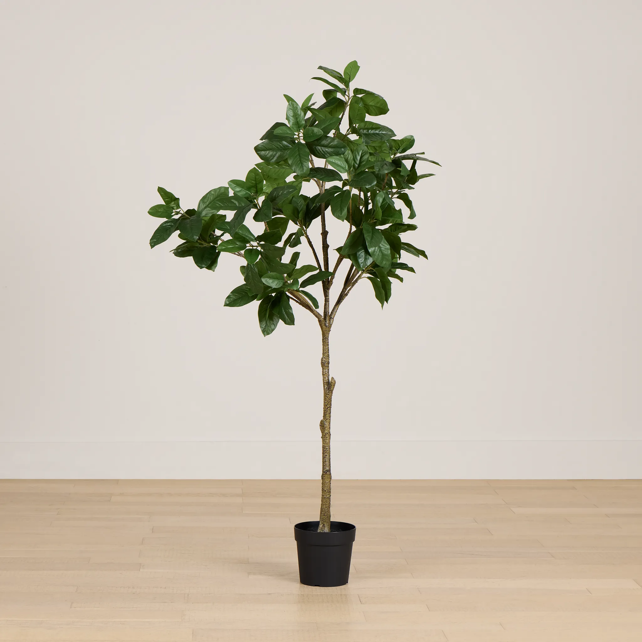 Magnolia 6' Green Tree