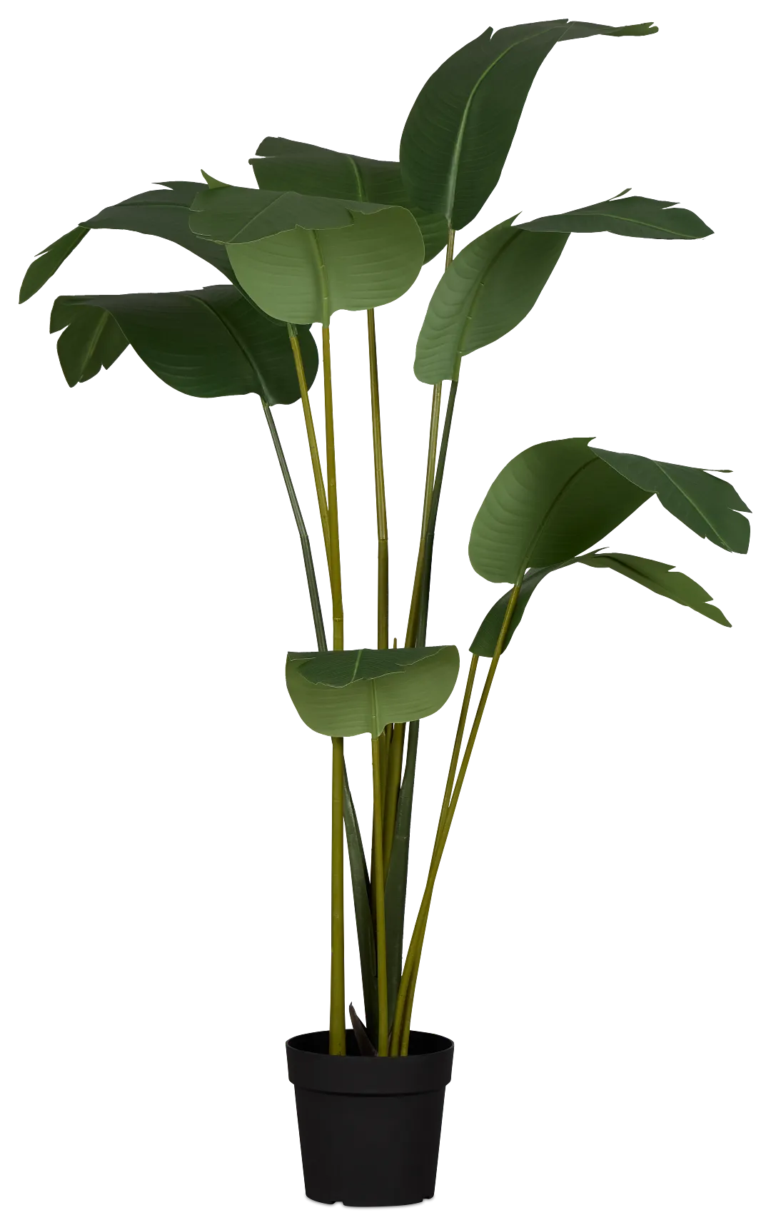 Bird Of Paradise 6' Green Greenery