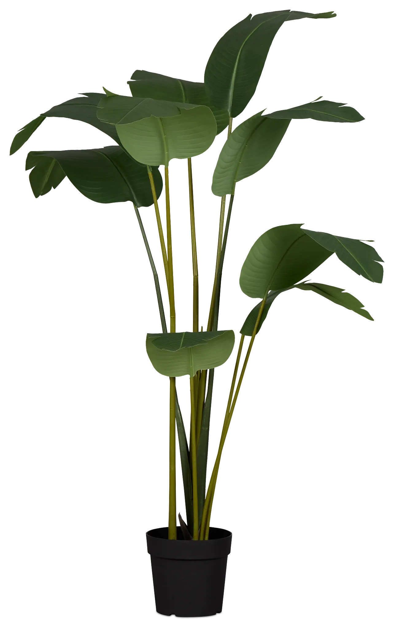 Bird Of Paradise 6' Green Greenery