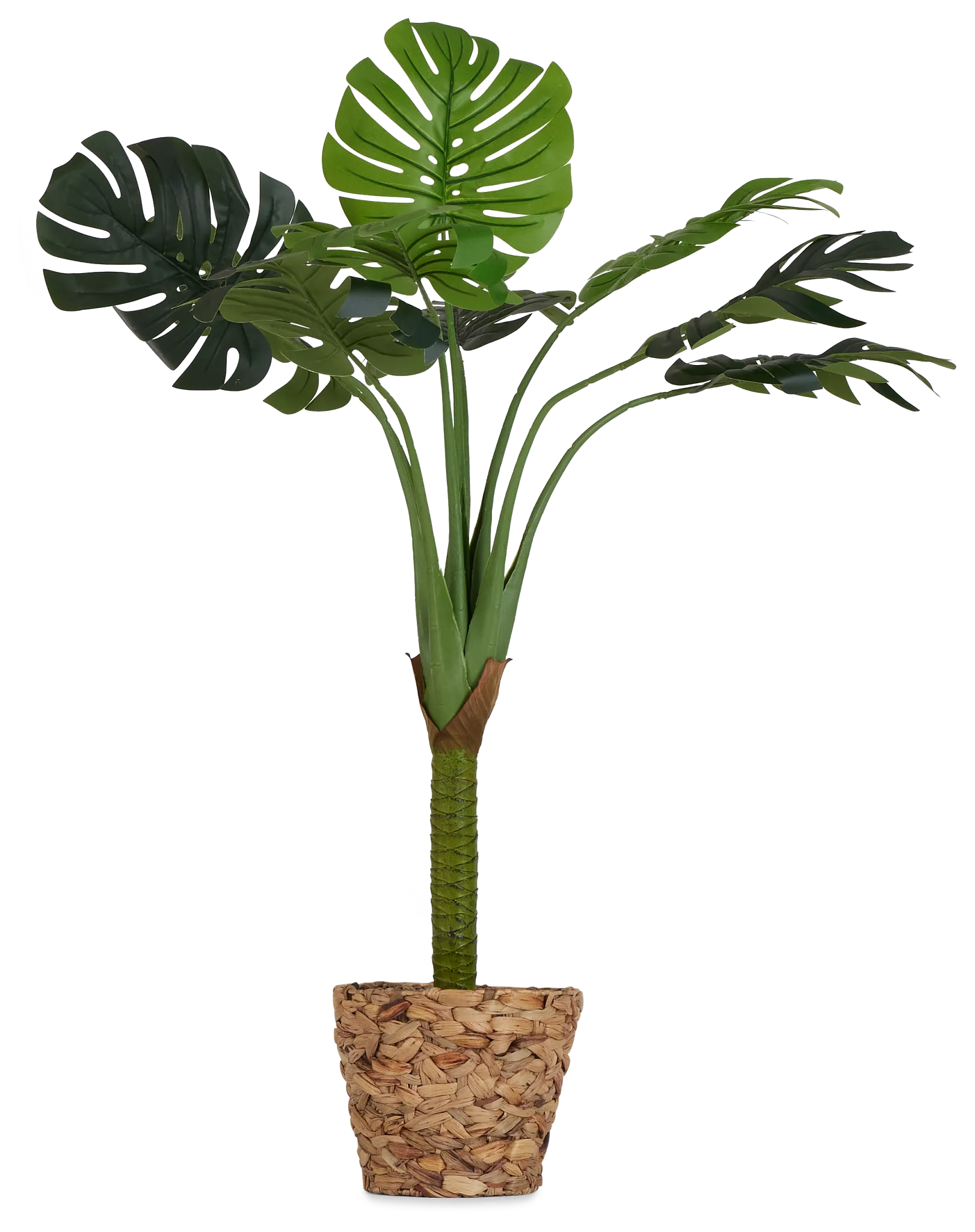 Monstera Deliciosa 51" Greenery