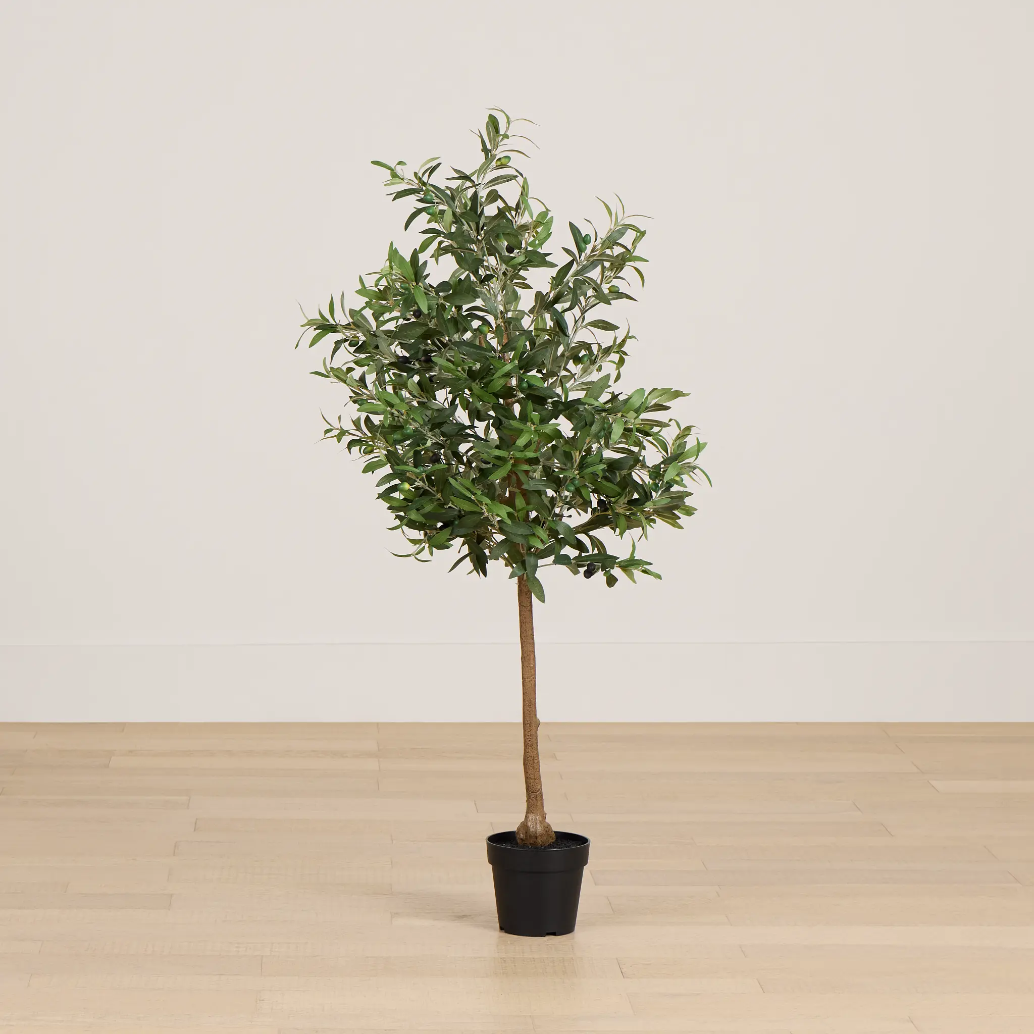 Olive 5" Green Tree Olive 5" Green Tree
