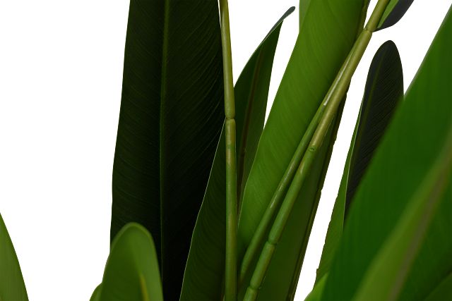 Traveller's Green 5' Palm