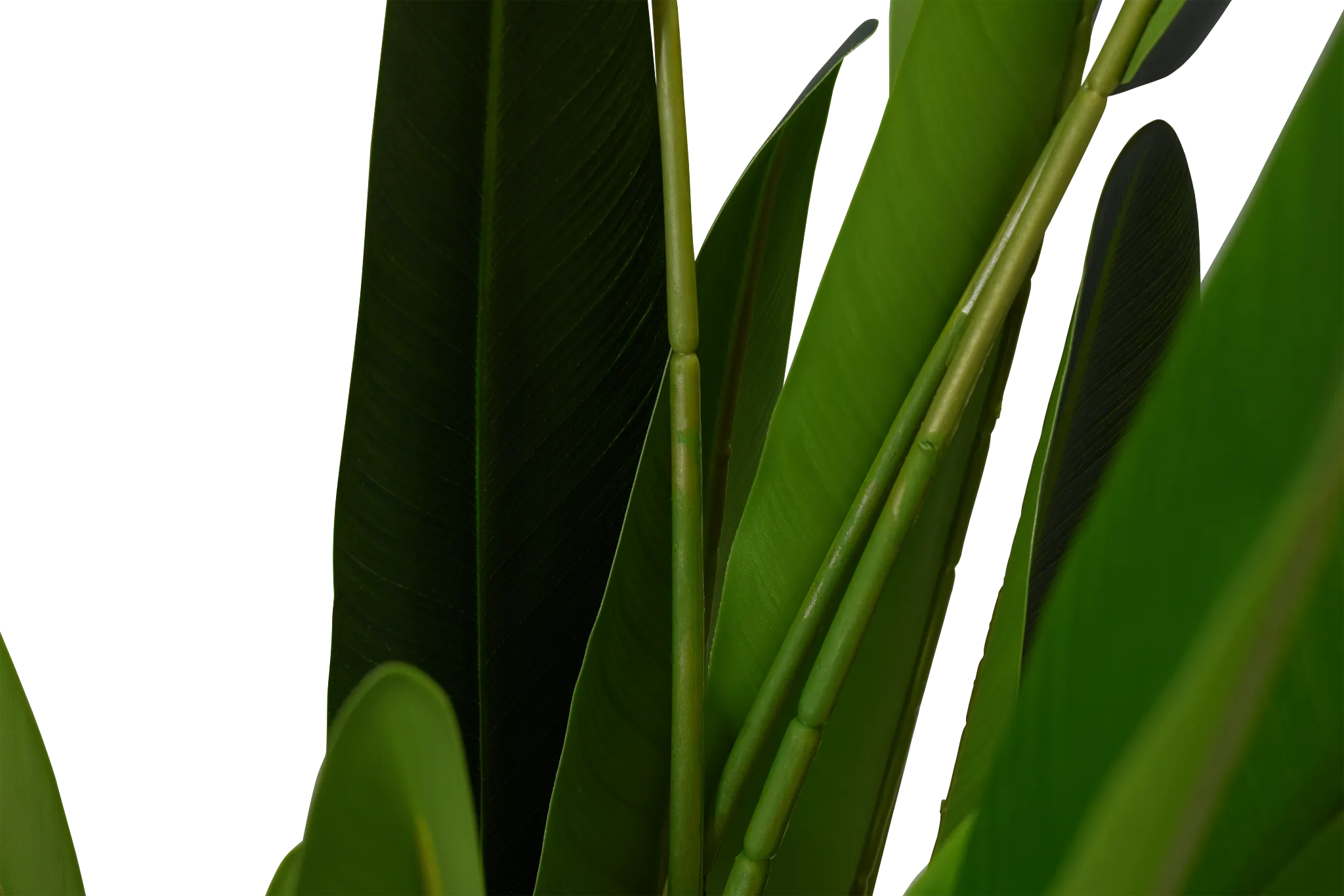 Traveller's Green 5' Palm