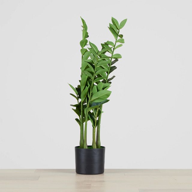 Zamioculcas Green 29" Greenery