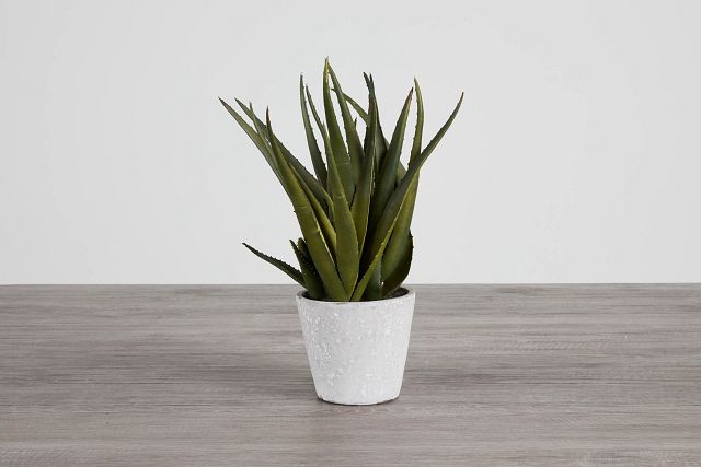 Aloe Small Succulent (0)