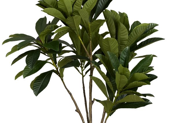 Elaeocarpus 6' Tree