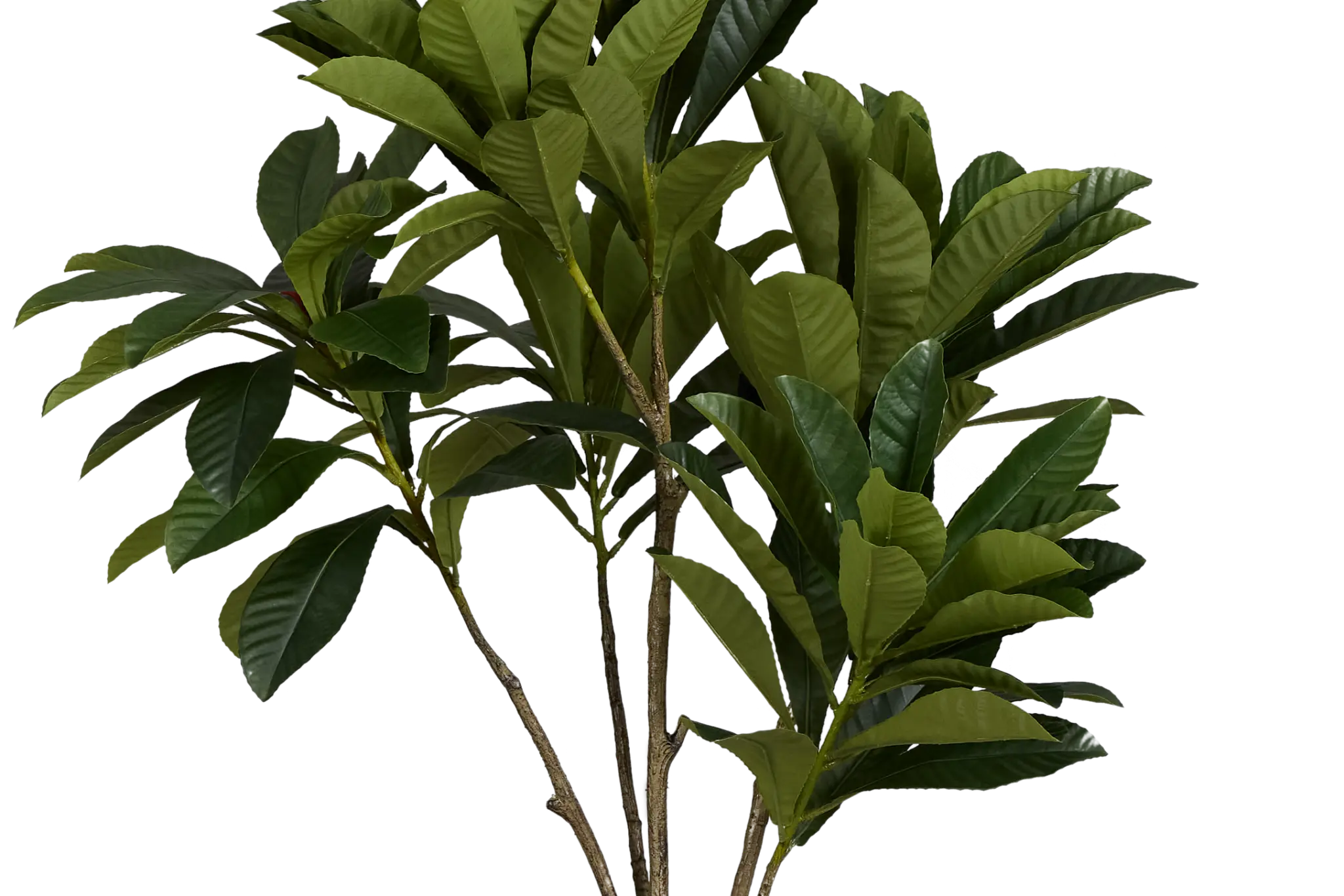 Elaeocarpus 6' Tree Elaeocarpus 6' Tree
