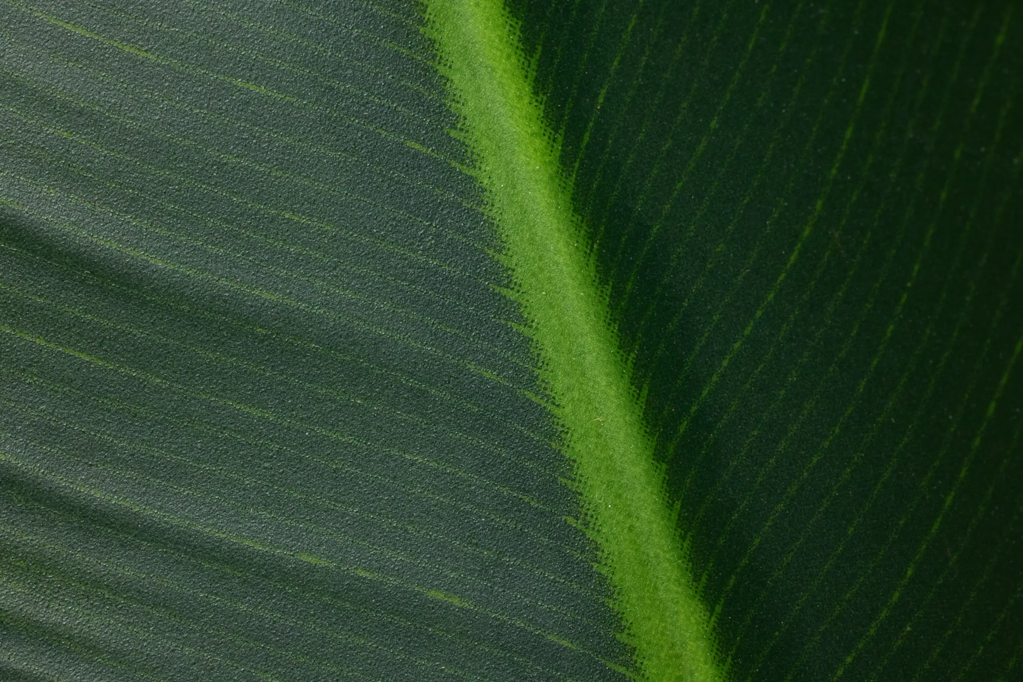 Traveller's Green 5' Palm