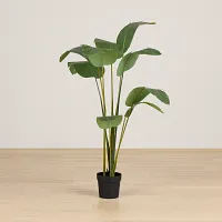 Bird Of Paradise 6' Green Greenery