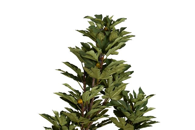 Fig 6' Tree