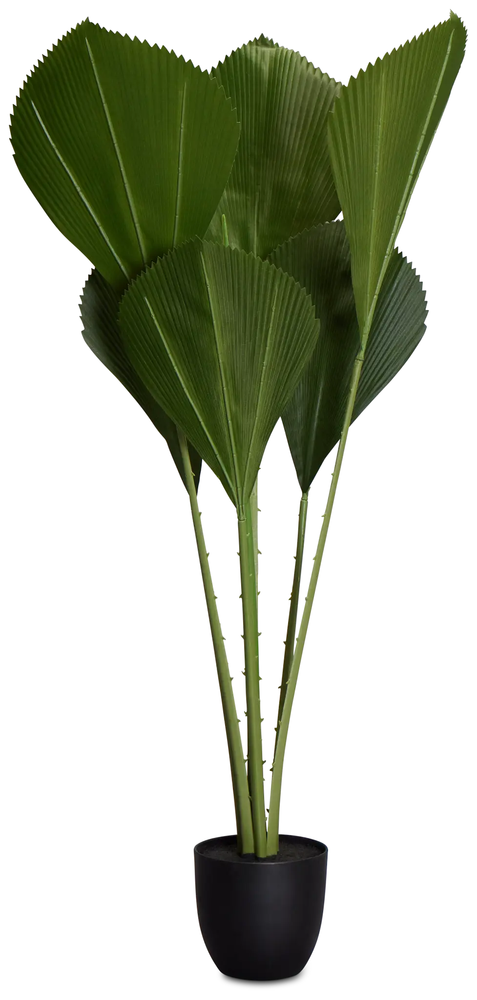 Fiddle Leaf Green 43" Greenery Fiddle Leaf Green 43" Greenery