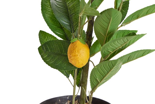 Lemon Green 23" Tree