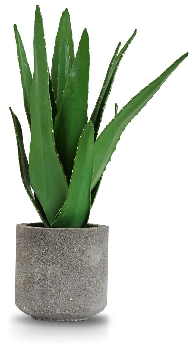 Aloe Small Succulent (1)