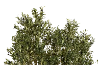 Olive 7' Tree