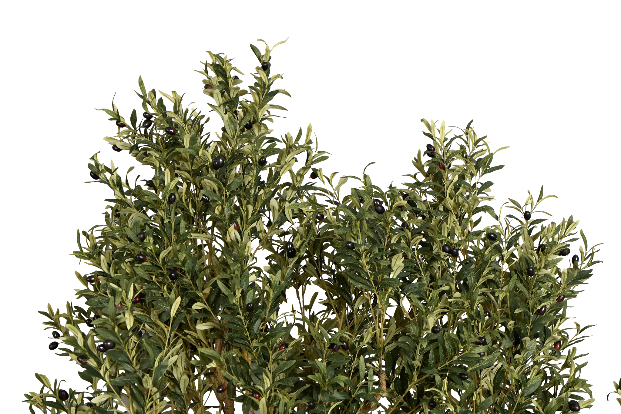 Olive 7' Tree