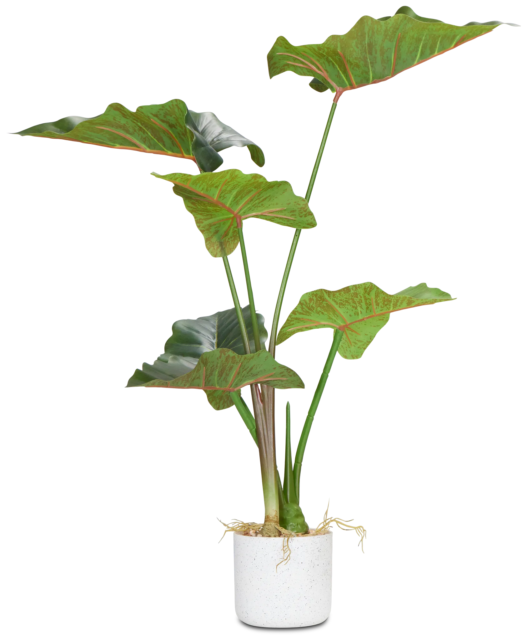 Caladium Green 27" Greenery