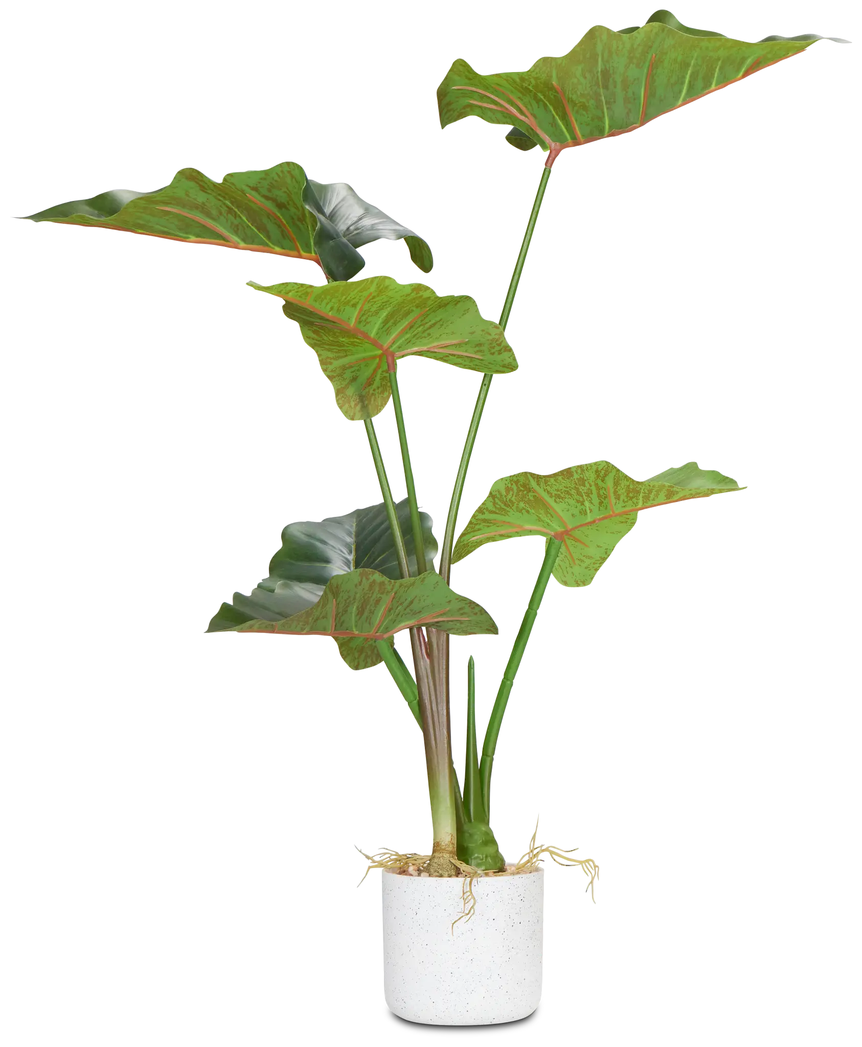 Caladium Green 27" Greenery Caladium Green 27" Greenery