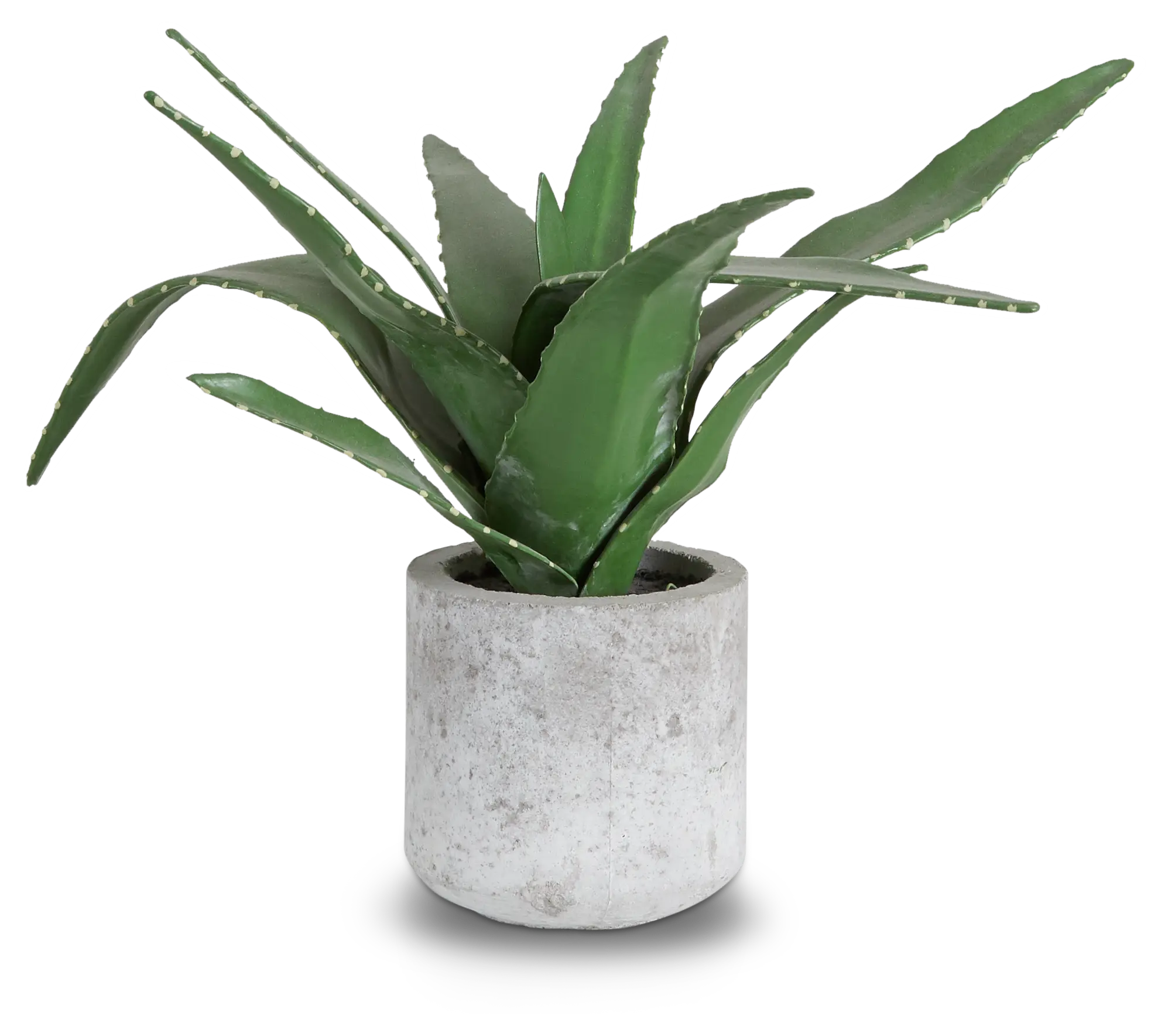 Agave Succulent Agave Succulent