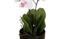 Orchid 7.5" White Floral Arrangement